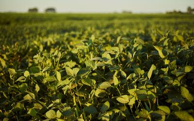 Empresa agrícola brasileira mira marca histórica de 1 milhão de hectares plantados Empresa agrícola brasileira mira marca histórica de 1 milhão de hectares plantados