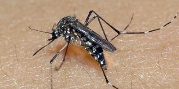 RIO GRANDE DO SUL: estado registra 81 mil casos prováveis e 21 óbitos por dengue em 2025 RIO GRANDE DO SUL: estado registra 81 mil casos prováveis e 21 óbitos por dengue em 2025