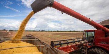 Soja começa a semana com preços em alta Soja começa a semana com preços em alta