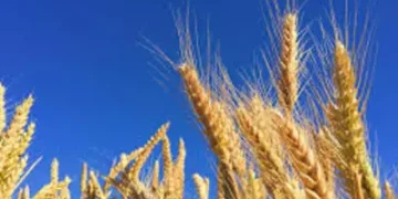 Soja tem baixa no Paraná e Rio Grande do Sul Soja tem baixa no Paraná e Rio Grande do Sul