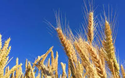Soja tem baixa no Paraná e Rio Grande do Sul Soja tem baixa no Paraná e Rio Grande do Sul