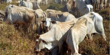 Banco da Amazônia apresenta o Pecuária Verde na Agropec 2025, no Pará