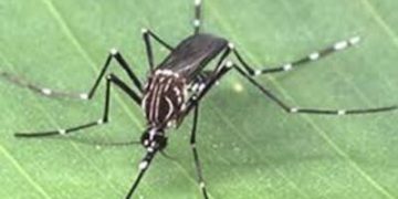 Brasil registra queda histórica nos casos de dengue em 2025, mas mantém estado de alerta