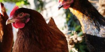 Gripe aviária: países retiram restrições de exportação à carne de aves brasileira Gripe aviária: países retiram restrições de exportação à carne de aves brasileira