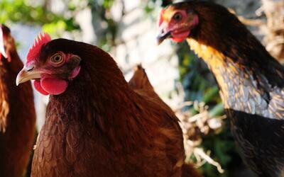 Gripe aviária: países retiram restrições de exportação à carne de aves brasileira Gripe aviária: países retiram restrições de exportação à carne de aves brasileira