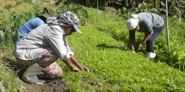 Microcrédito AgroAmigo: programa destina R$ 1 bi para produtores rurais do Norte e Centro-Oeste Microcrédito AgroAmigo: programa destina R$ 1 bi para produtores rurais do Norte e Centro-Oeste