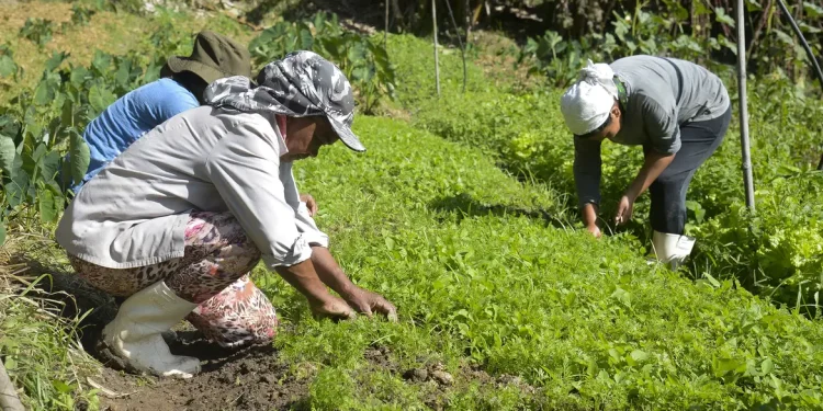 Microcrédito AgroAmigo: programa destina R$ 1 bi para produtores rurais do Norte e Centro-Oeste Microcrédito AgroAmigo: programa destina R$ 1 bi para produtores rurais do Norte e Centro-Oeste