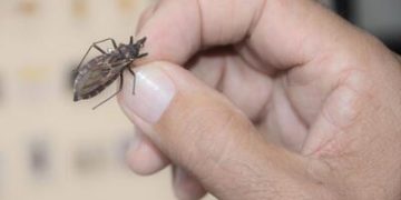 “Quem tem Chagas, tem pressa”: projeto busca tratar pacientes mais perto de casa “Quem tem Chagas, tem pressa”: projeto busca tratar pacientes mais perto de casa