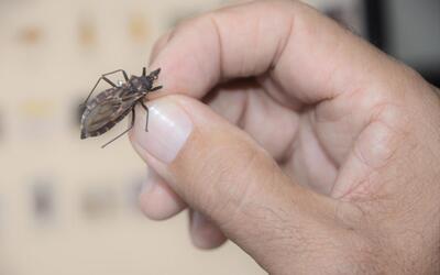 “Quem tem Chagas, tem pressa”: projeto busca tratar pacientes mais perto de casa “Quem tem Chagas, tem pressa”: projeto busca tratar pacientes mais perto de casa