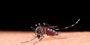 Vacina contra dengue tem eficácia comprovada em adolescentes