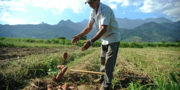 Bolsa Família: trabalhador contratado por safra poderá manter benefício social Bolsa Família: trabalhador contratado por safra poderá manter benefício social