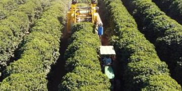 Escassez de mão de obra acelera mecanização da colheita de café Escassez de mão de obra acelera mecanização da colheita de café
