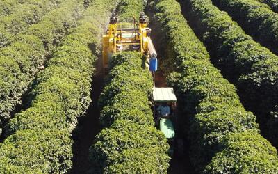 Escassez de mão de obra acelera mecanização da colheita de café Escassez de mão de obra acelera mecanização da colheita de café