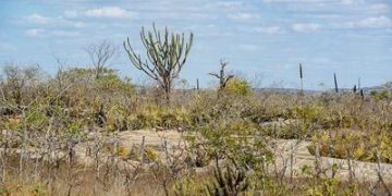 Pesquisa revela novas espécies da Caatinga e amplia conhecimento sobre a biodiversidade do semiárido Pesquisa revela novas espécies da Caatinga e amplia conhecimento sobre a biodiversidade do semiárido