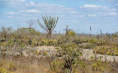 Pesquisa revela novas espécies da Caatinga e amplia conhecimento sobre a biodiversidade do semiárido Pesquisa revela novas espécies da Caatinga e amplia conhecimento sobre a biodiversidade do semiárido