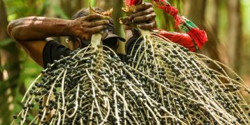 Açaí na COP30: após polêmica, OEI libera produto de fornecedores registrados; município reforça controle sanitário Açaí na COP30: após polêmica, OEI libera produto de fornecedores registrados; município reforça controle sanitário