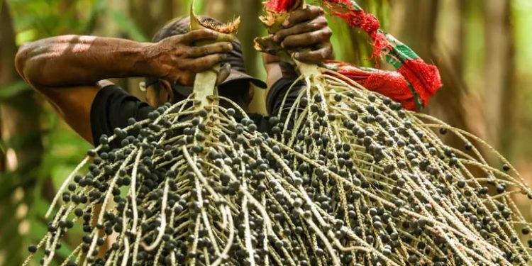 Açaí na COP30: após polêmica, OEI libera produto de fornecedores registrados; município reforça controle sanitário Açaí na COP30: após polêmica, OEI libera produto de fornecedores registrados; município reforça controle sanitário