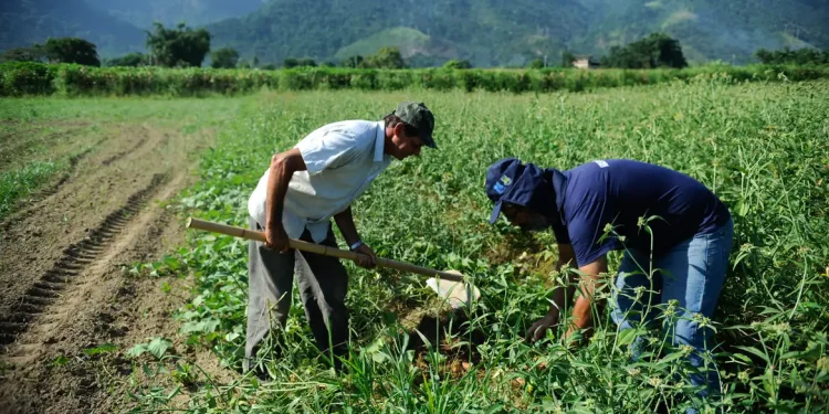 Agricultura familiar concentra 77% das propriedades rurais, mas responde por apenas 23% da produção nacional Agricultura familiar concentra 77% das propriedades rurais, mas responde por apenas 23% da produção nacional