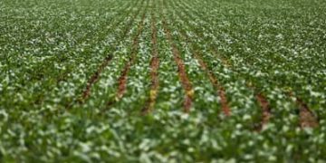 Agronegócios: Nordeste e Centro-Oeste dominam ranking dos municípios mais desenvolvidos na agropecuária