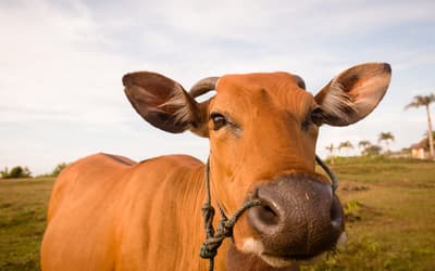 Boi gordo hoje: confira as cotações para esta sexta-feira (31) Boi gordo hoje: confira as cotações para esta sexta-feira (31)
