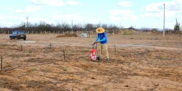 Começa cultivo em vila produtiva rural na região da transposição do Rio São Francisco
