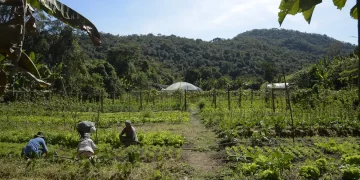 Mais de 1,4 mil municípios estão aptos às linhas de crédito para liquidar ou amortizar dívidas rurais; veja lista Mais de 1,4 mil municípios estão aptos às linhas de crédito para liquidar ou amortizar dívidas rurais; veja lista