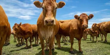 Preço do boi gordo hoje: confira as cotações para esta sexta-feira (17) Preço do boi gordo hoje: confira as cotações para esta sexta-feira (17)