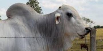 Preço do boi gordo hoje: confira as cotações para quarta-feira (8) Preço do boi gordo hoje: confira as cotações para quarta-feira (8)