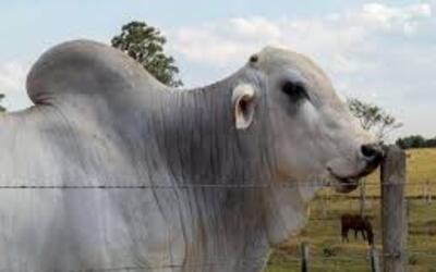 Preço do boi gordo hoje: confira as cotações para quarta-feira (8) Preço do boi gordo hoje: confira as cotações para quarta-feira (8)