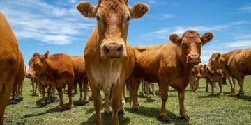 Preço do boi gordo hoje: confira as cotações para terça-feira (14) Preço do boi gordo hoje: confira as cotações para terça-feira (14)