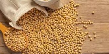 Soja e trigo: confira as cotações de preço para esta segunda-feira (20) Soja e trigo: confira as cotações de preço para esta segunda-feira (20)