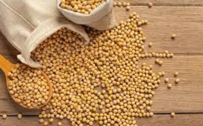 Soja e trigo: confira as cotações de preço para esta segunda-feira (20) Soja e trigo: confira as cotações de preço para esta segunda-feira (20)