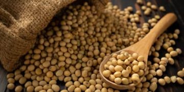 Soja e trigo hoje: confira as cotações para sexta (31)