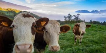 Boi gordo hoje: confira as cotações para esta quarta-feira (5) Boi gordo hoje: confira as cotações para esta quarta-feira (5)