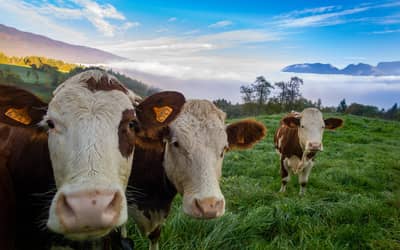 Boi gordo hoje: confira as cotações para esta quarta-feira (5) Boi gordo hoje: confira as cotações para esta quarta-feira (5)