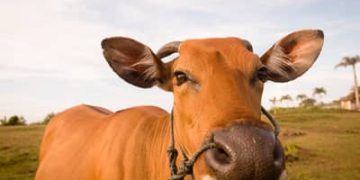 Boi gordo hoje: confira as cotações para esta segunda-feira (3) Boi gordo hoje: confira as cotações para esta segunda-feira (3)