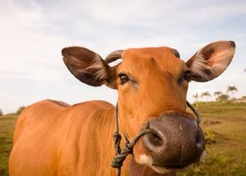 Boi gordo hoje: confira as cotações para esta sexta-feira (7) Boi gordo hoje: confira as cotações para esta sexta-feira (7)