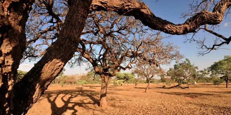 Revisão do IBGE redefine limites entre Cerrado e Mata Atlântica em MG e SP: Cerrado ganha 1,8% e Mata Atlântica perde 1% Revisão do IBGE redefine limites entre Cerrado e Mata Atlântica em MG e SP: Cerrado ganha 1,8% e Mata Atlântica perde 1%