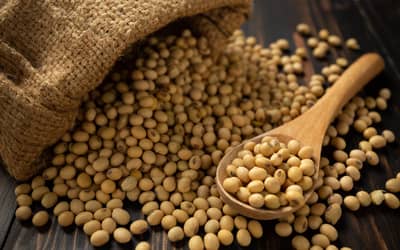 Soja e trigo hoje: confira as cotações para esta sexta (7) Soja e trigo hoje: confira as cotações para esta sexta (7)