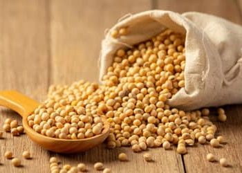 Soja e trigo hoje: confira as cotações para quarta (5)