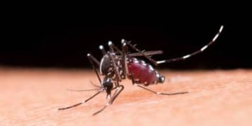 Brasil registra 1,66 milhão de casos prováveis de dengue em 2025 Brasil registra 1,66 milhão de casos prováveis de dengue em 2025