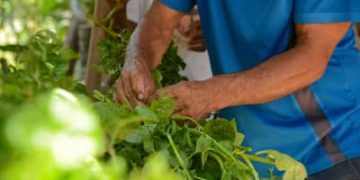Plataforma gratuita facilita habilitação de produtores rurais para exportação Plataforma gratuita facilita habilitação de produtores rurais para exportação