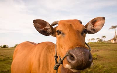 Preço do boi gordo hoje: confira as cotações para sexta-feira (19) Preço do boi gordo hoje: confira as cotações para sexta-feira (19)