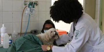 Produtos veterinários terão canal obrigatório de atendimento ao usuário; veja novas regras Produtos veterinários terão canal obrigatório de atendimento ao usuário; veja novas regras