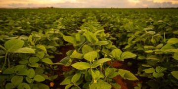 Lavouras de soja progridem como esperado e Brasil deve bater recorde em 2026 Lavouras de soja progridem como esperado e Brasil deve bater recorde em 2026