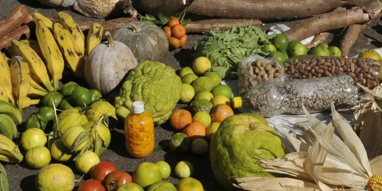 Prazo para adesão ao PAA termina em 19 de janeiro para municípios do Norte e Nordeste