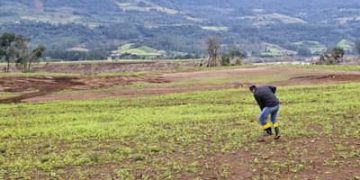 Seguro Rural fecha 2025 com 3,2 milhões de hectares segurados, pior desempenho em 10 anos Seguro Rural fecha 2025 com 3,2 milhões de hectares segurados, pior desempenho em 10 anos
