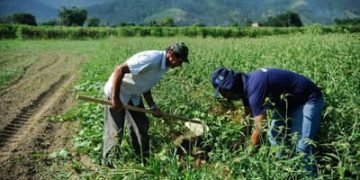 Agropecuária: emprego no setor cresceu 31,3% em 2025, diz CNM Agropecuária: emprego no setor cresceu 31,3% em 2025, diz CNM