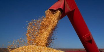 Chuvas intensas em Minas Gerais e Goiás atrasam plantio do milho e ameaçam colheita do feijão Chuvas intensas em Minas Gerais e Goiás atrasam plantio do milho e ameaçam colheita do feijão
