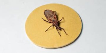 DOENÇA DE CHAGAS: cerca de 90% dos pacientes que recebem marcapasso no Hospital de Base de Brasília (DF) têm a doença